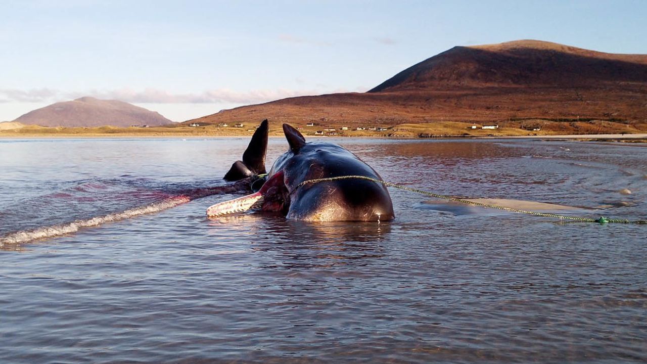 The young male sperm whale became stranded on the Isle of Harris in Scotland's Outer Hebrides.