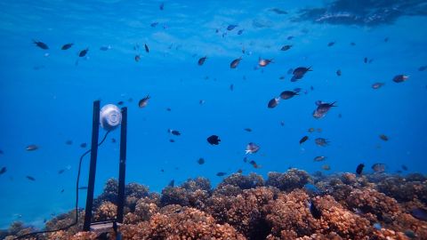 An underwater loudspeaker on a coral reef.