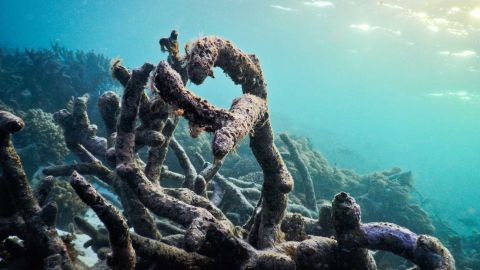 Dead coral rubble on the recently damaged Great Barrier Reef.