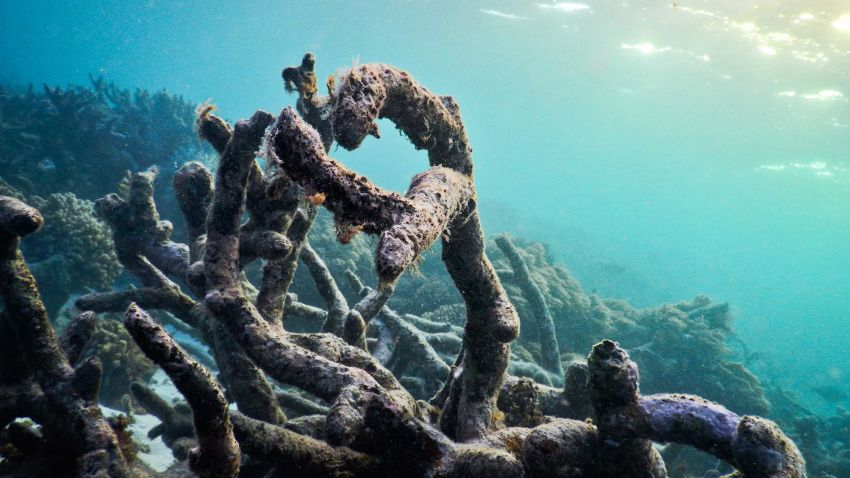 Dead coral rubble on the recently-damaged Great Barrier Reef