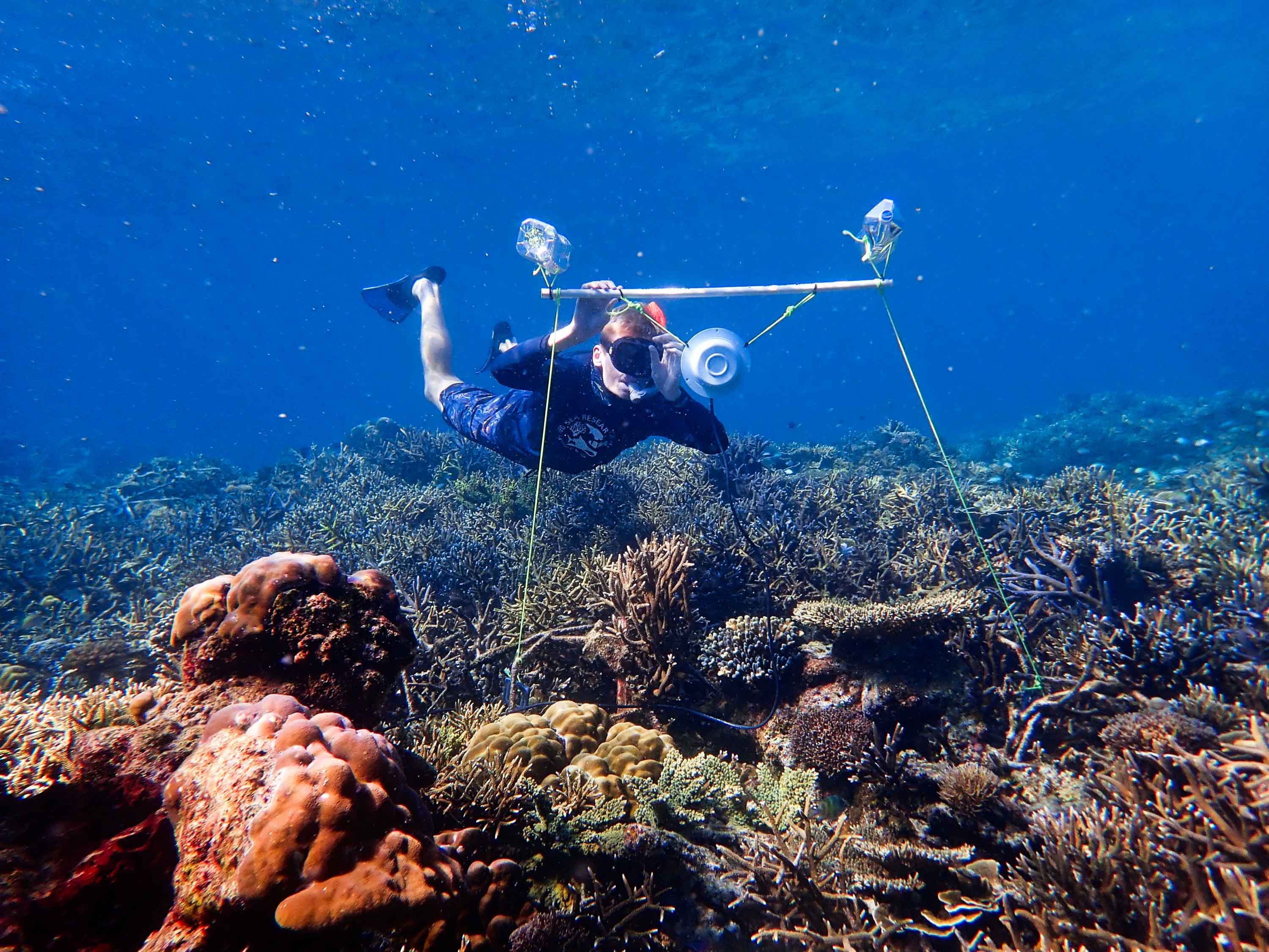 Scientists are using underwater speakers to help restore degraded coral  reefs: Study - ABC News