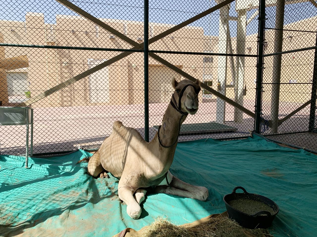 A patient awaiting medical attention at Dubai Camel Hospital (DCH), which claims to offer the most advanced treatment in the world for camels. 