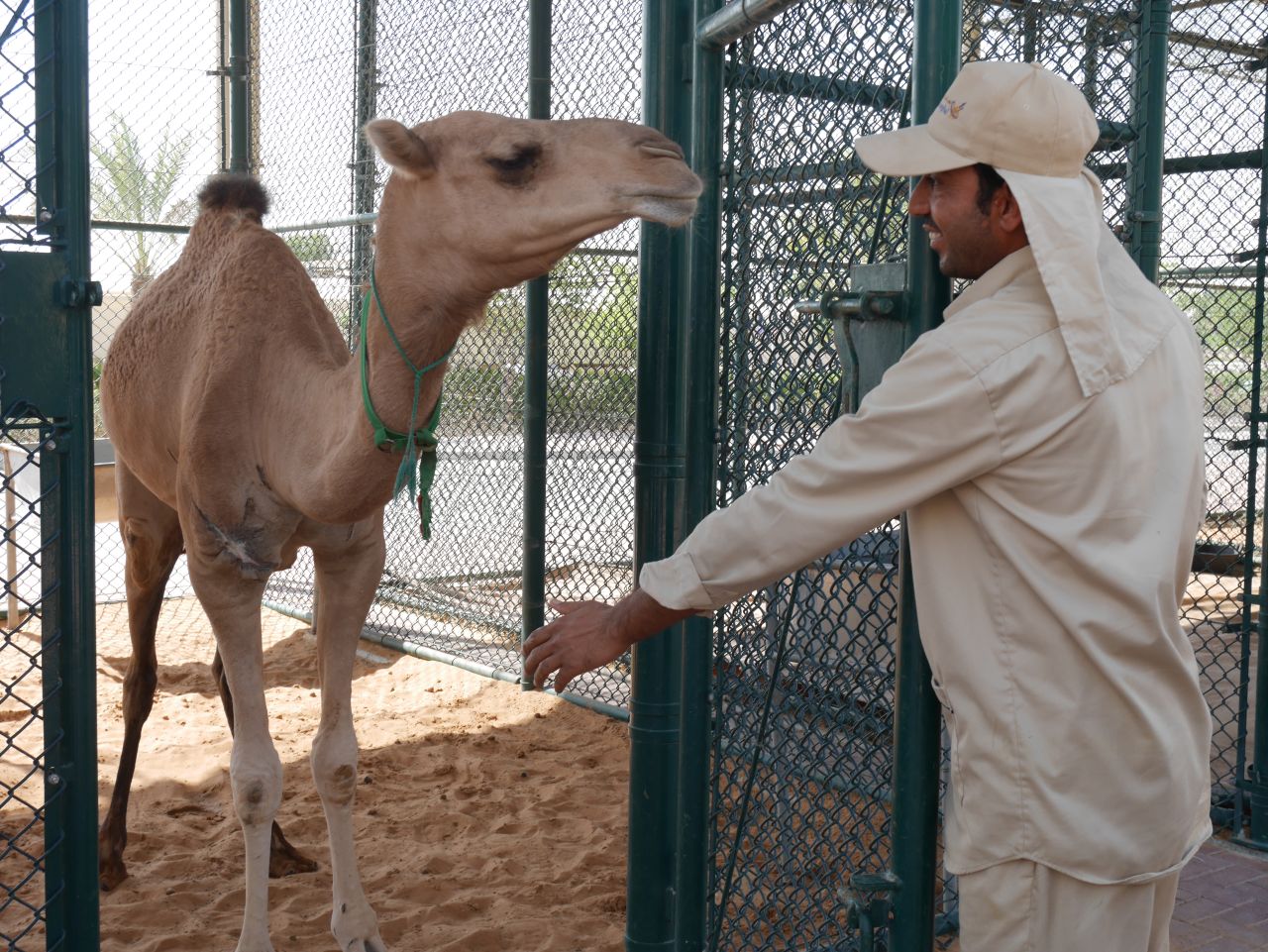 Camels are highly prized in the UAE, which has a population of around 300,000.<br /><br />The animals are used in racing and beauty pageants as well as for dairy products. 