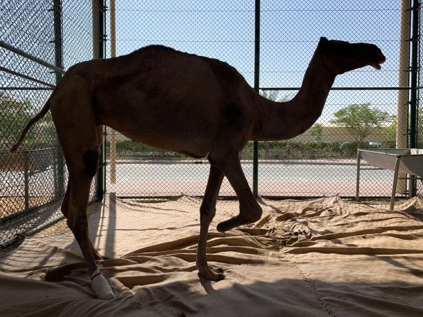 Medics deal with wounds, abscesses, and even amputations at the facility, often from injuries sustained through racing or fighting. <br /><br />