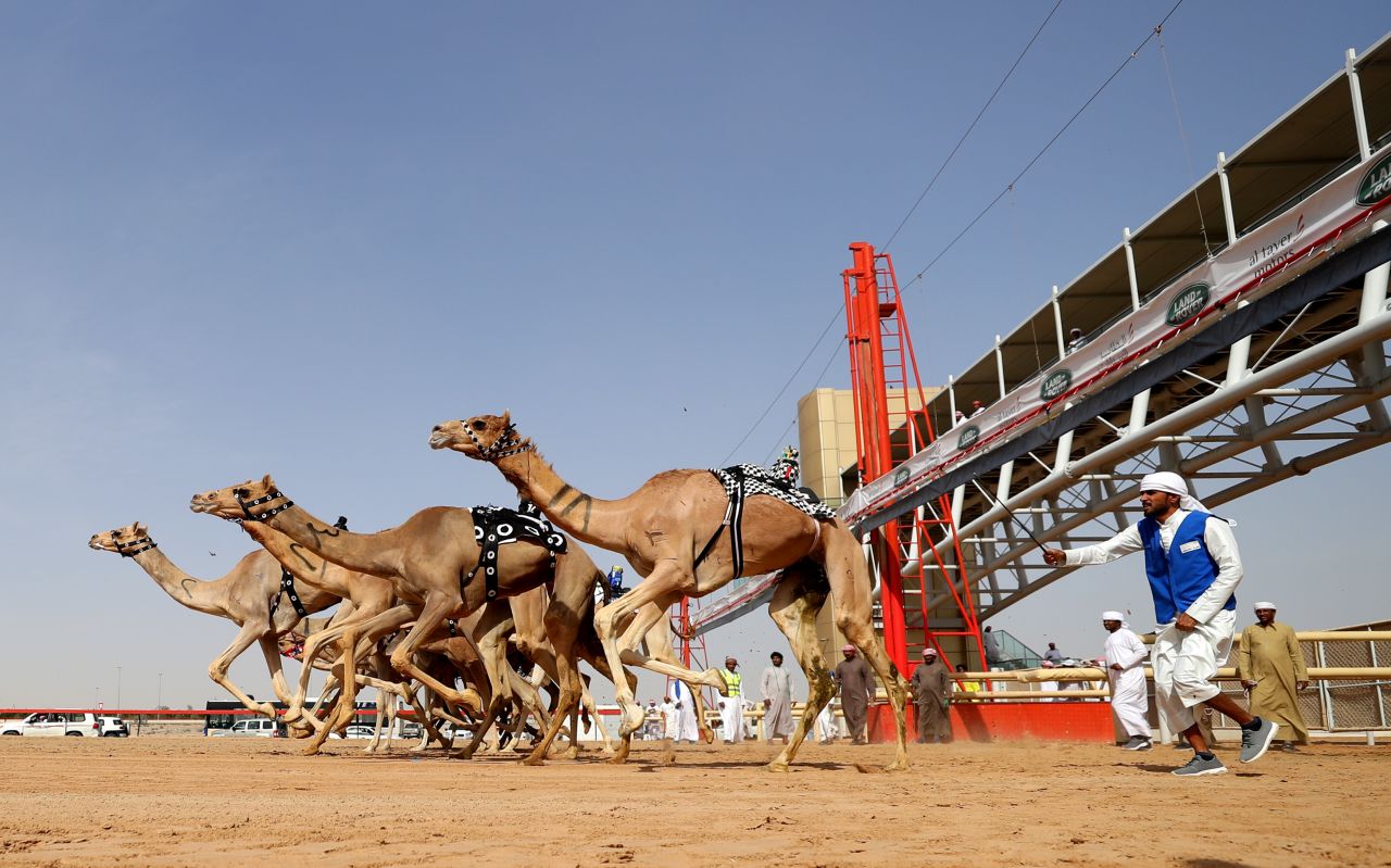 Camel race at Al Marmoom Heritage Festival on April 09, 2019 in Dubai. 