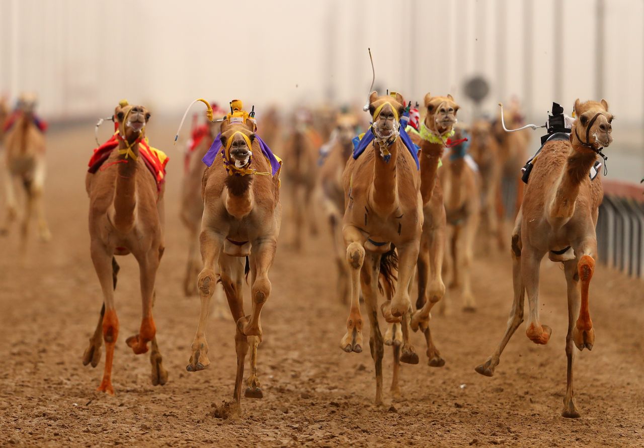 Camel racing is big business in Dubai and the UAE. <br /><br />More than $40 million of prize money was put up for races at Al Marmoom Heritage Festival this year.