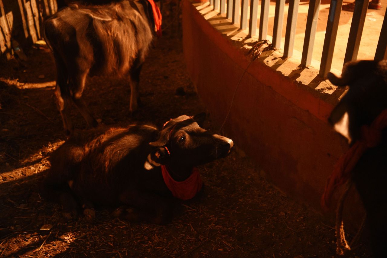 Buffalo lie down inside the sacrifice enclosure  on December 1 ahead of the Gadhimai festival.