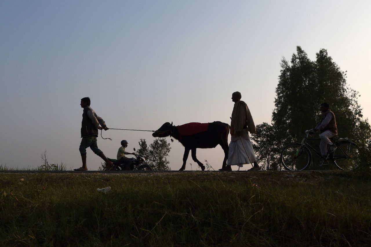 Hindu devotees lead a buffalo along a road towards the Gadhimai festival.