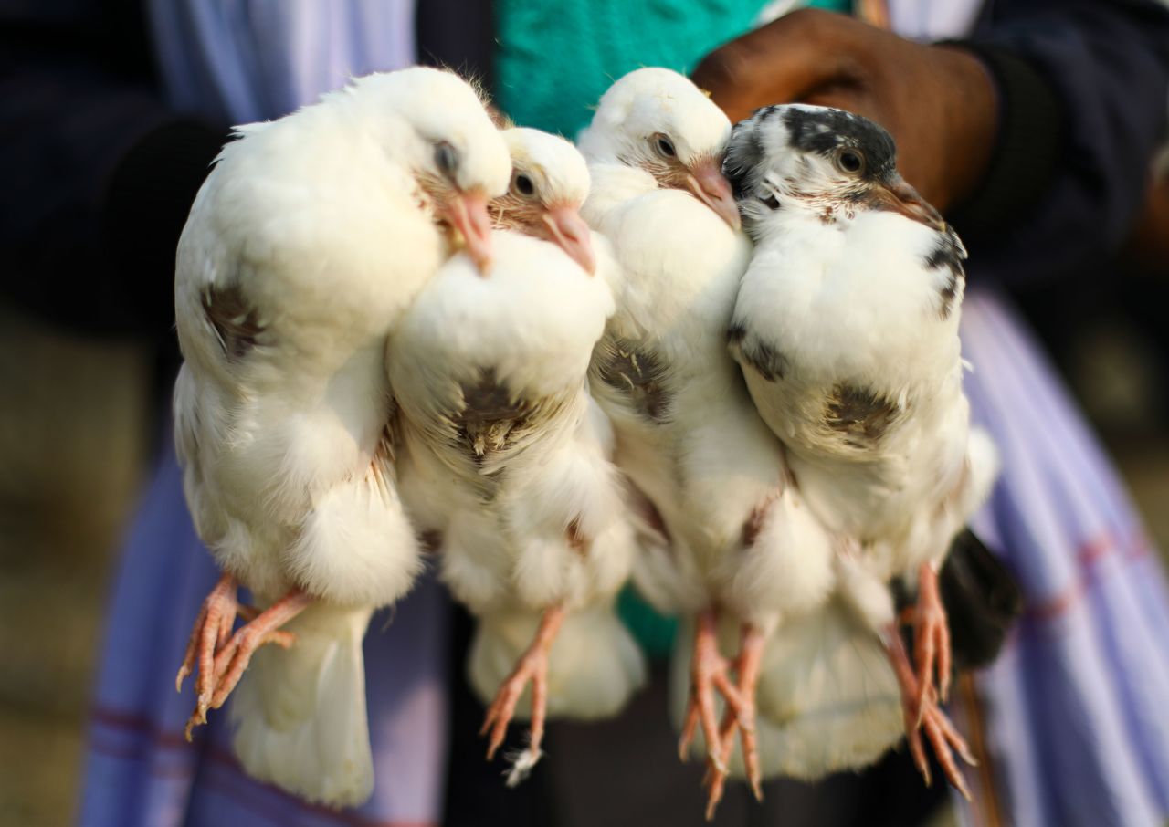Devotees carry pigeons to sacrifice at the Gadhimai festival on December 2.