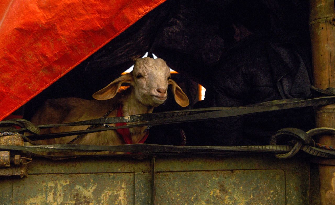 Animal rights activists say the practice must stop.
