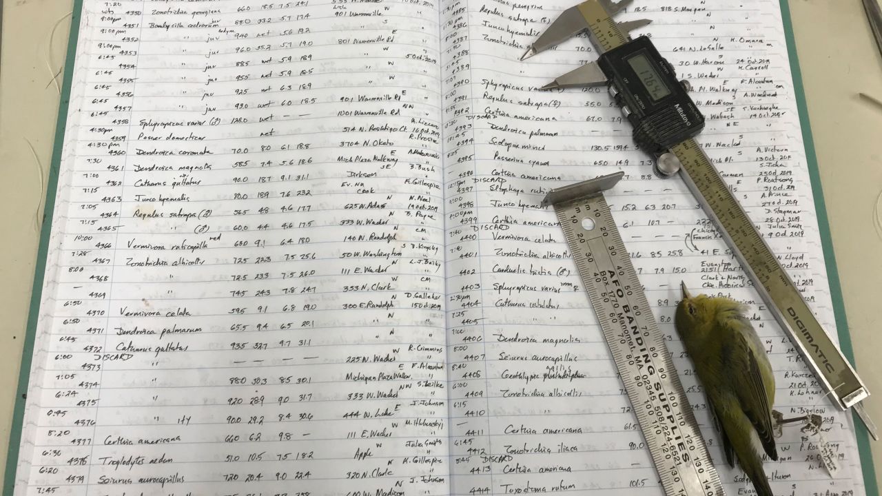 This photo shows one of David Willard's ledgers, his measuring tools, and a Tennessee Warbler. Willard took the measurements of the 70,716 dead bird specimens in this study and recorded them by hand into ledgers like this. 