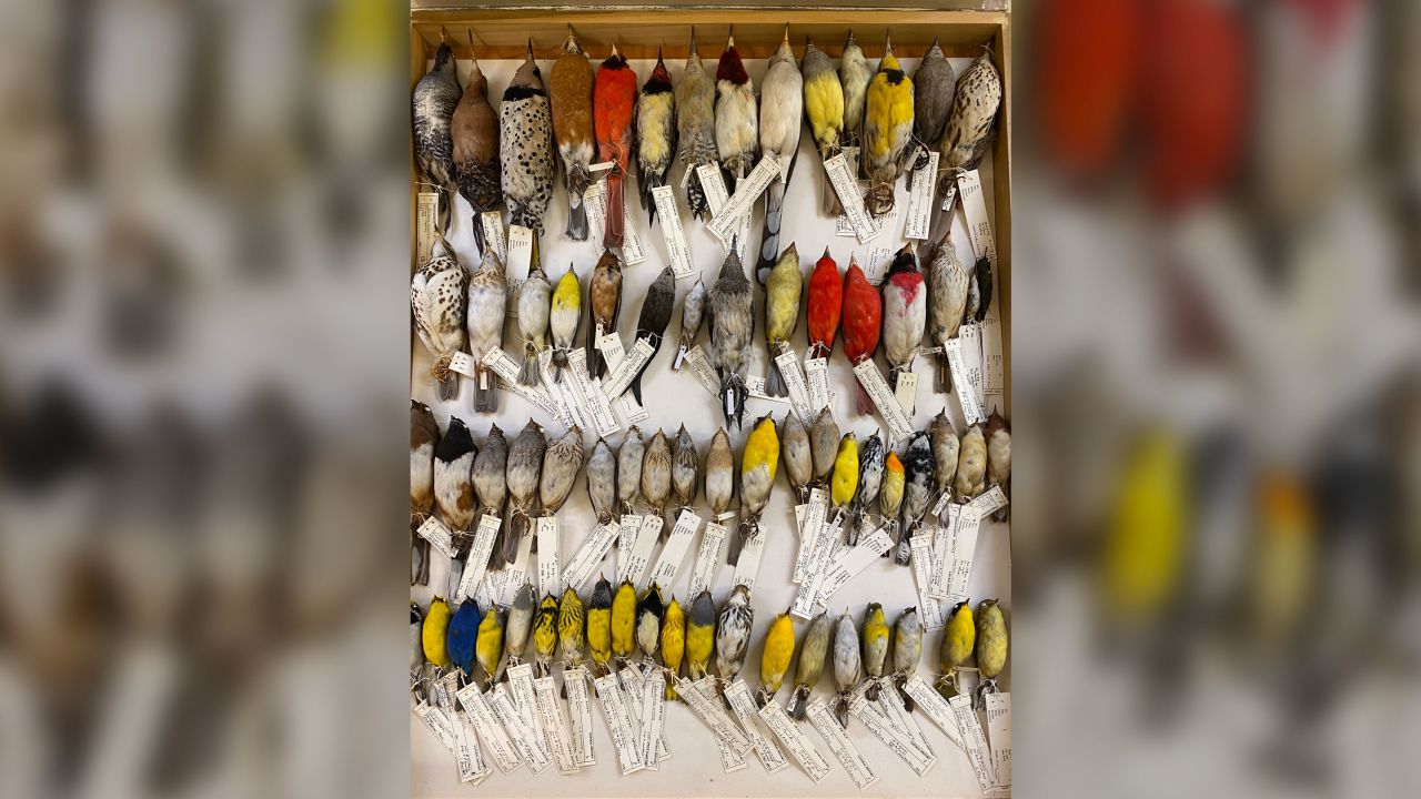 Some of the thousands of birds in the Field Museum's collections that collided with  windows in downtown Chicago.