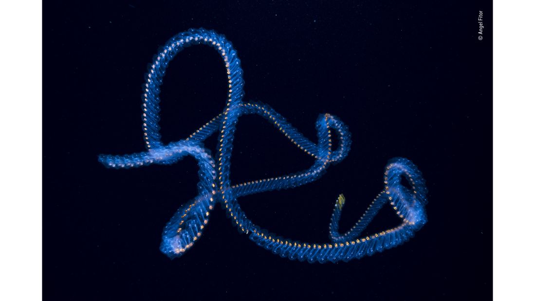 <strong>Ocean's signature by Angel Fitor, Spain: </strong>This picture of a salp chain was taken in the waters off Alicante, Spain. Salps move by contracting, thereby pumping water through their bodies.  