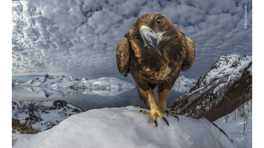 <strong>Inquisitive by Audan Rikardsen, Norway: </strong>A golden eagle on the coast of northern Norway seems to enjoy being in the spotlight. 