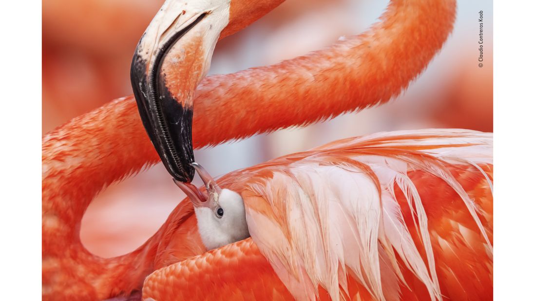 <strong>Beak to beak by Caludio Contreras Koob, Mexico: </strong>A Caribbean flamingo chick and its parent at the Ría Lagartos Biosphere Reserve in  Yucatán state, Mexico.