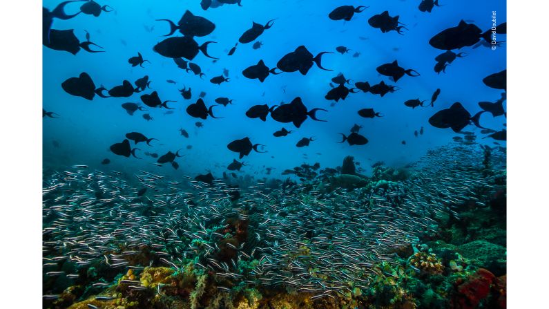 <strong>A pulsing sea by David Doubilet, USA: </strong>A school of red tooth triggerfish swim above a river of convict blennies flowing over the coral in Verde Island Passage, Philippines. 