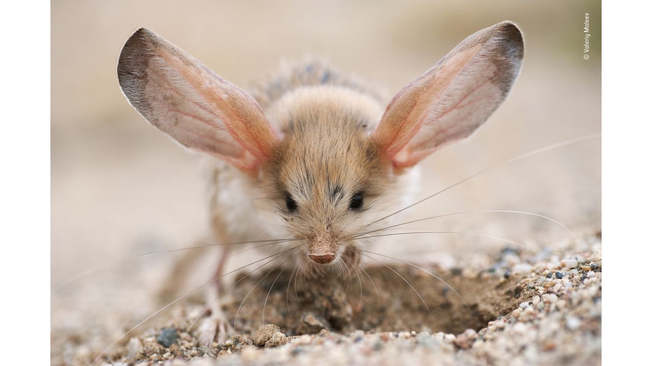 <strong>Big ears by Valeriy Maleev, Russia: </strong>A long-eared jerboa in the Mongolian part of the Gobi Desert. 