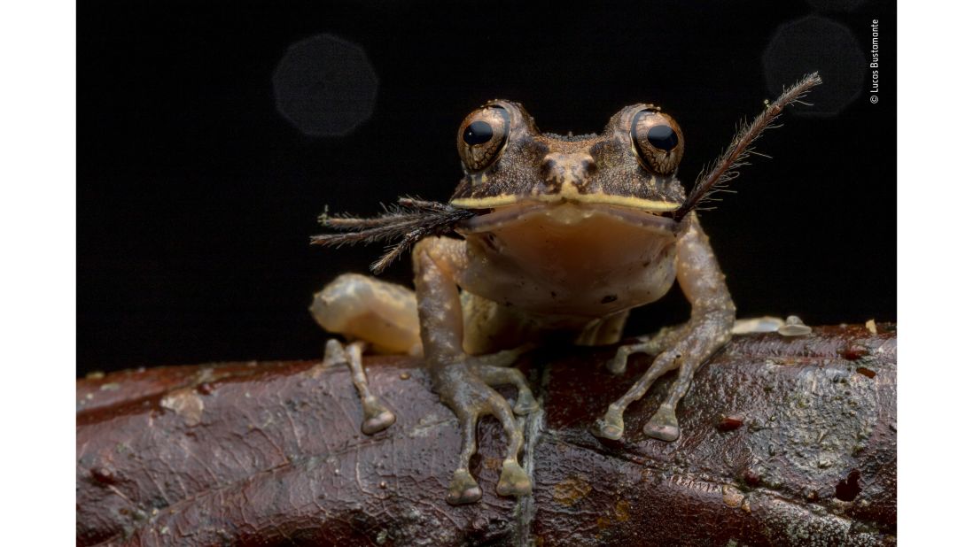 <strong>Bon appétit by Lucas Bustamente, Ecuador: </strong>A labiated rainfrog with a baby tarantula in its mouth in the Ecuadorian jungle.