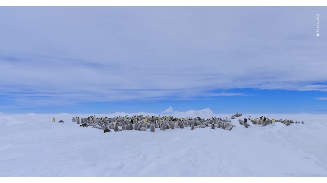 <strong>Meeting place by Yaz Loukhal, France: </strong>A colony of emperor penguins on the east coast of the Antarctic Peninsula. 