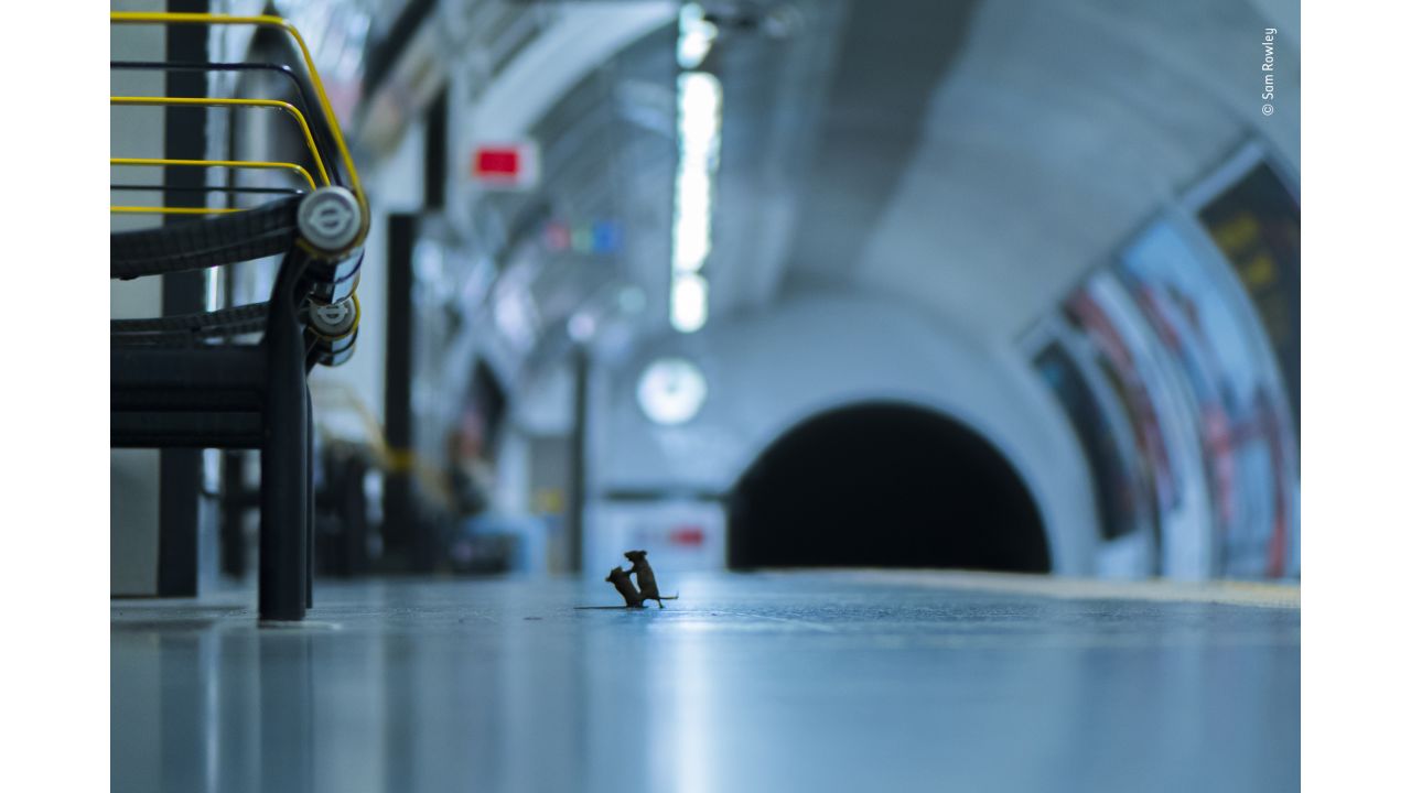<strong>Station Squabble by Sam Rowley, UK: </strong>Rowley's picture shows two mice fighting over crumbs on an empty London Underground platform.
