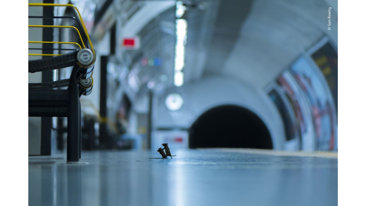 Station squabble by Sam Rowley, UK.