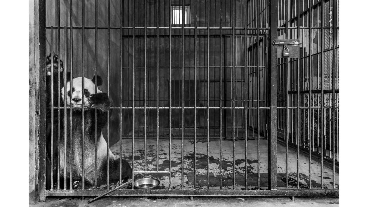 <strong>Captive by Marcus Westberg, Sweden: </strong>A giant panda in a cage at a breeding center in Shaanxi, China. 