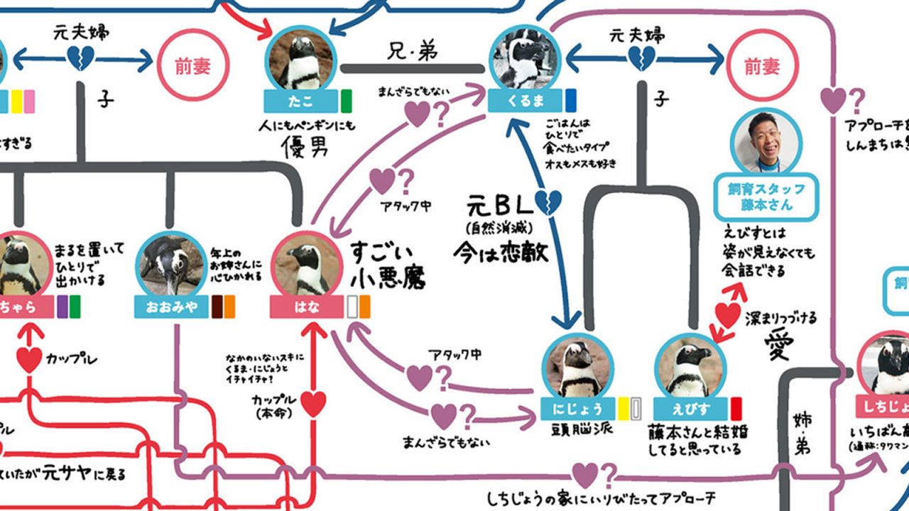 The blue line in the middle shows the former romantic relationship between father and son penguins Kuruma and Nijou -- who are now love rivals.