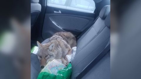 coyote car ride