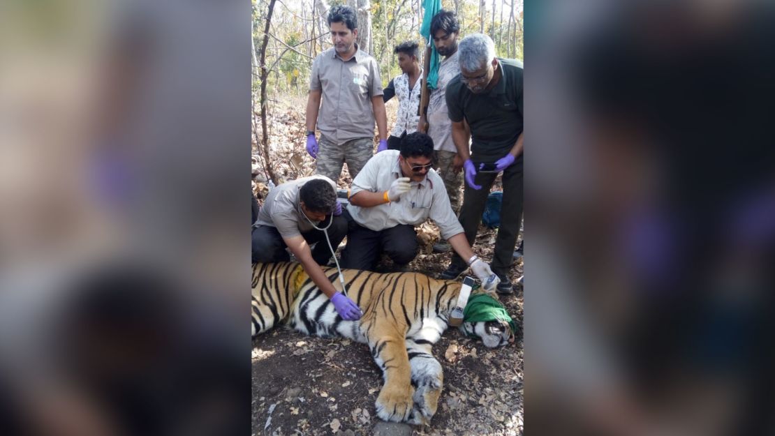 A satellite radio collar was placed on the tiger as part of a study to monitor dispersal patterns. 