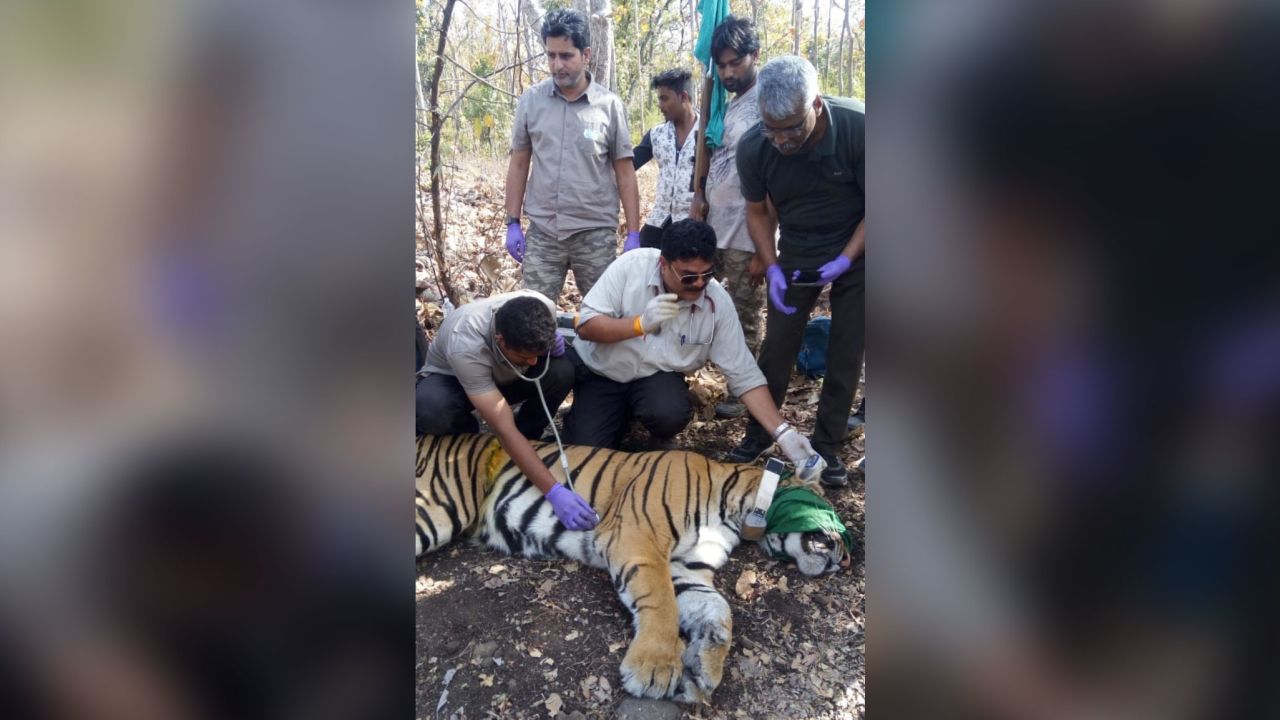A satellite radio collar was placed on the tiger as part of a study to monitor dispersal patterns.