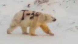 Video shared on social media shows a lumbering polar bear whose back had been branded with "T-34," the name of an old Soviet Union tank. The video was posted to Facebook on December 1 by Sergey Kavry, a World Wildlife Fund employee who lives in the remote Russian region.