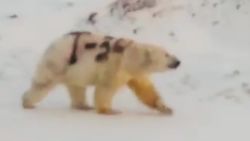 Video shared on social media shows a lumbering polar bear whose back had been branded with "T-34," the name of an old Soviet Union tank.
The video was posted to Facebook on December 1 by Sergey Kavry, a World Wildlife Fund employee who lives in the remote Russian region.