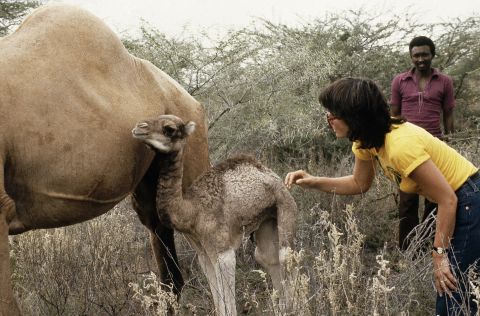 Building on the success of songs like "Blue Bayou" and "Heat Wave," Ronstadt -- seen here with a mother and baby camel during her African safari in Nairobi, Kenya in 1979 -- became a mega-star performing in sold-out arenas.