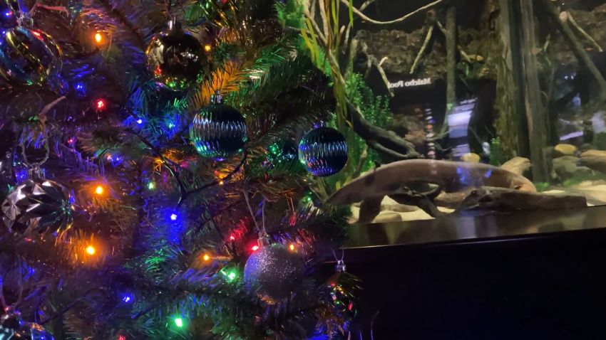 Electric Eel Christmas Tree