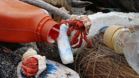 Hermit crabs with Cocos Island plastic debris.