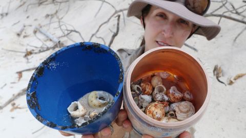Dr Lavers found more than 500,000 Cocos Island hermit crabs in discarded plastic buckets.