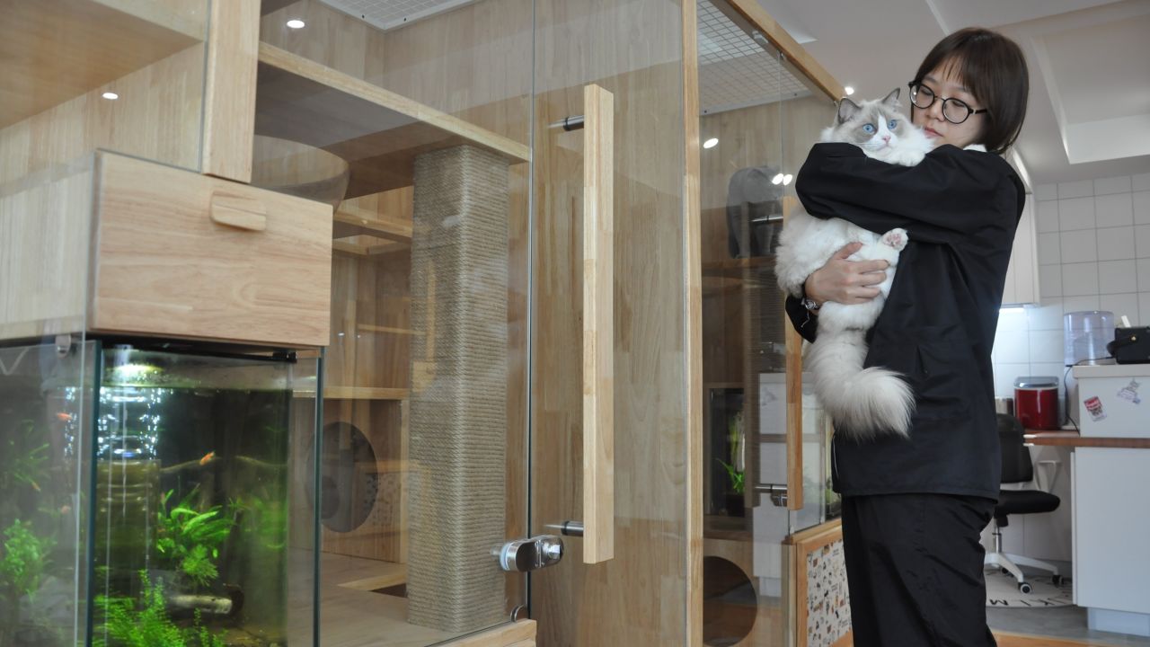 CatsVilla manager Zhao Siyu and her pet ragdoll cat in front of some of the specially-designed hotel rooms in Beijing.