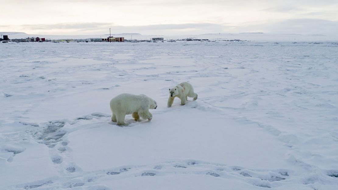 Higher than usual temperatures are melting  ice and affecting the bears' hunting habits, according to scientists.