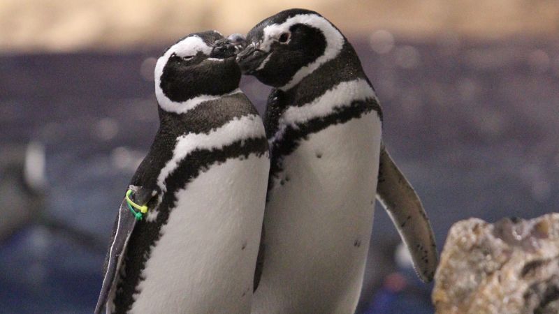 Japans aquarium penguins lead complicated lives of feuding, love -- and incest