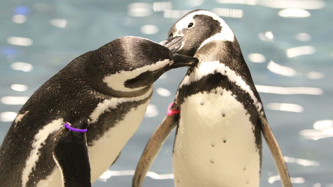 Japanese Force To Zoo Sex Porn - Japan's aquarium penguins lead complicated lives of feuding, love -- and  incest | CNN