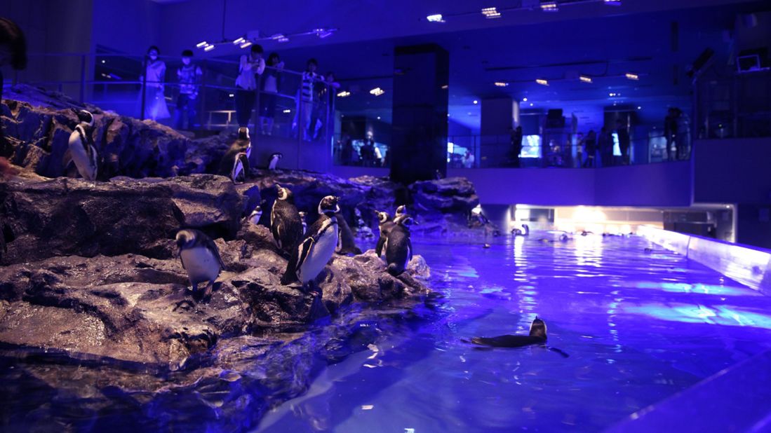<strong>Just like us? </strong>"We'd like more people to know that penguins are like us humans; each of them has individuality and they live in various relationships," Shoko Okuda, a spokeswoman for ORIX Group, which runs the two aquariums, tells CNN Travel.