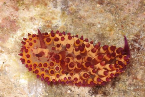 Janolus flavoanulatus is a sea slug found in the Philippines. Pictured here, it shows<strong> </strong>a colorful pattern as it sits on the ocean floor.