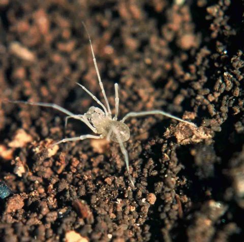 Lola konavoka is a new species that's already considered endangered. This cave-dwelling harvester spider was found in Croatian caves and has adapted to life in the dark.