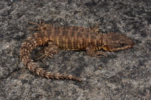 This girdled lizard, Cordylus phonolithos, was found on the second-highest mountain peak in Angola.