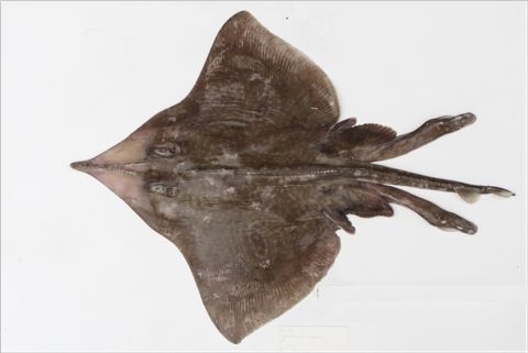 Dipturus lamillai is a long-snout skate from the Falkland Islands that's likely already showing up in markets because skate is considered a delicacy.