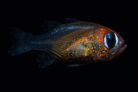 This cat-eyed cardinalfish found in Papua New Guinea is one of the new fish species found in 2019. 