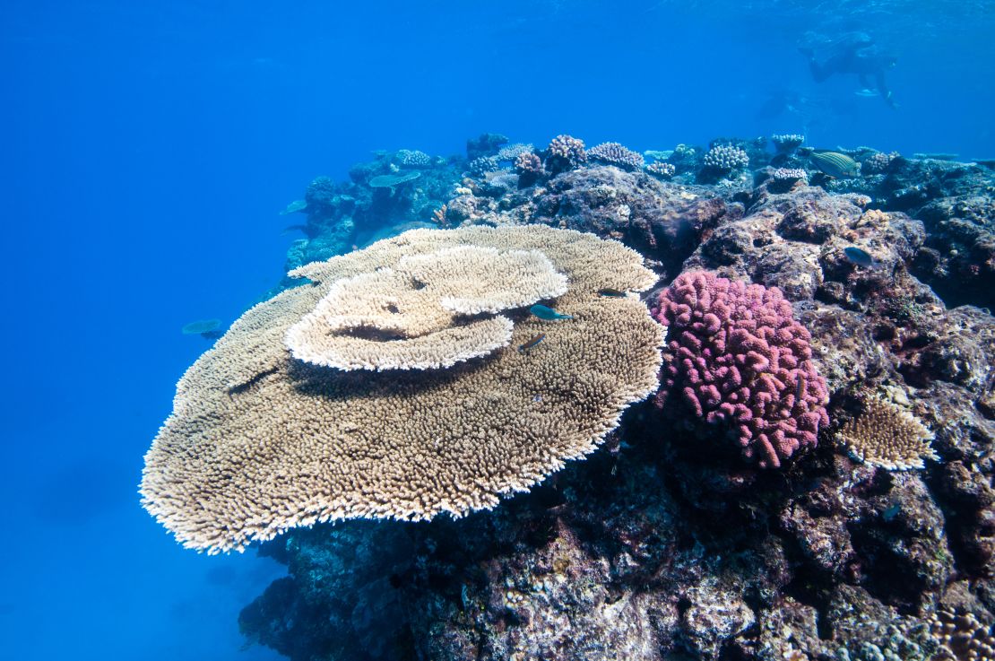 Plate coral on the Great Barrier Reef off Townsville, Australia. 