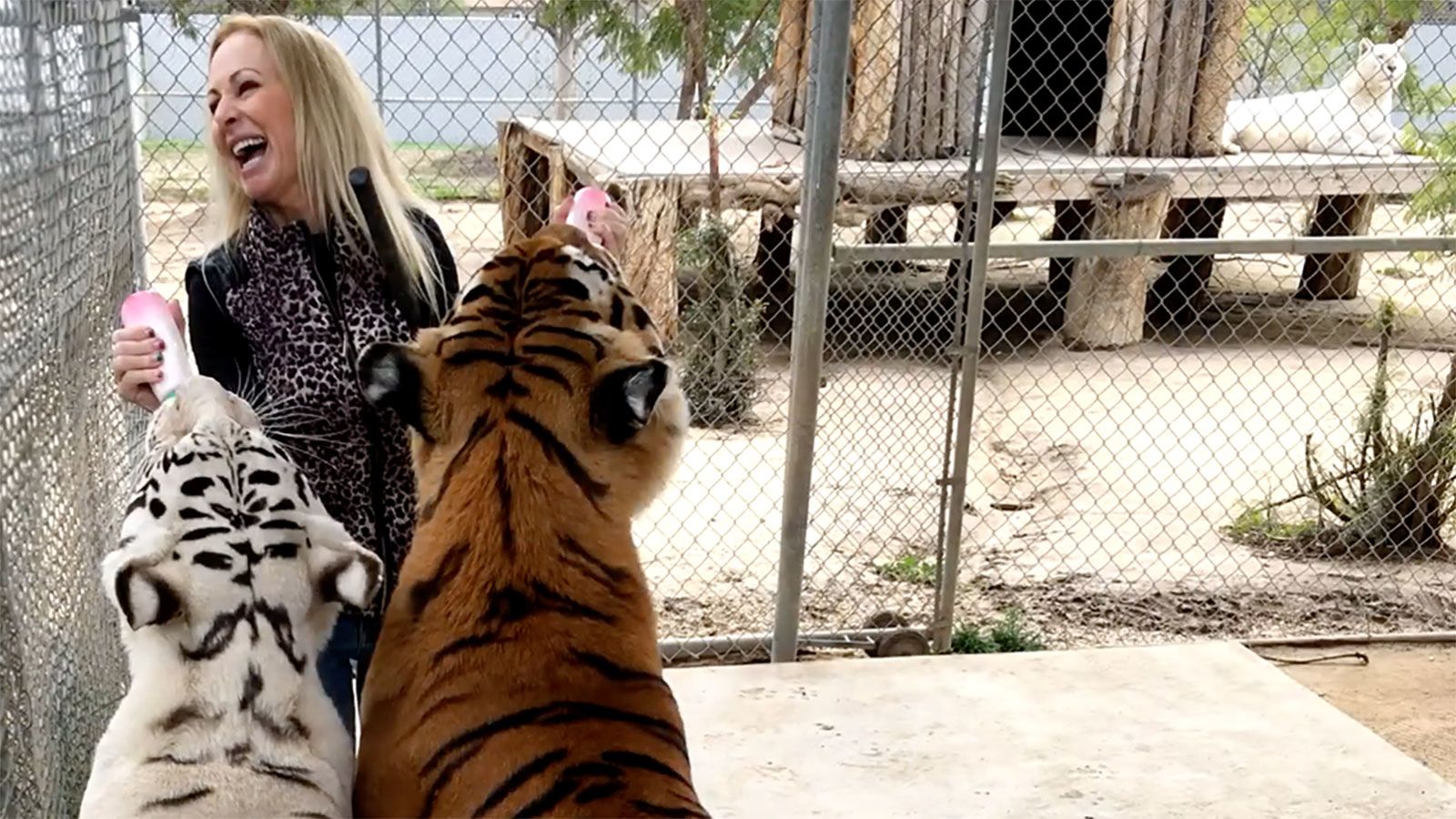 Patty Perry: Wildlife conservationist mauled by her own tigers insists they  were just playing with her | CNN