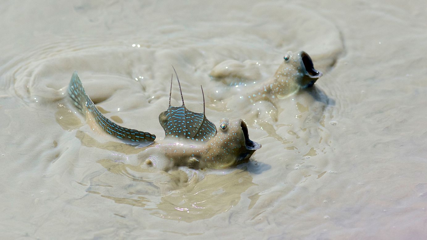 Blue-spotted mudskippers skirmish in the Mai Po wetlands, Hong Kong.