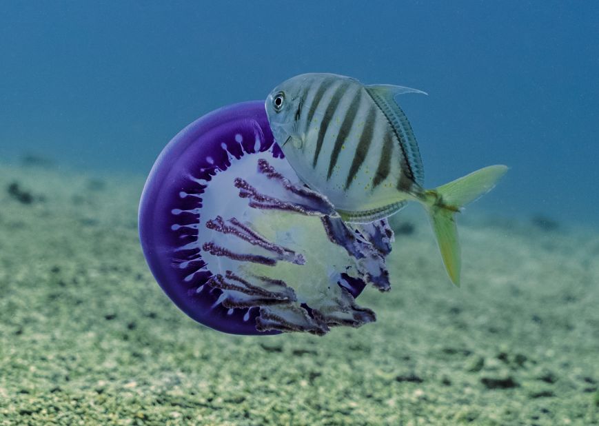 A young blue trevally feeds on a purple jellyfish, and guards it against others who may wish to do the same. <br />